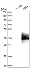 Western blot analysis in control (vector only transfected HEK293T lysate) and SDC4 over-expression lysate (Co-expressed with a C-terminal myc-DDK tag (~3.1 kDa) in mammalian HEK293T cells, LY401051).
