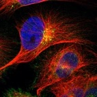 Immunofluorescent staining of human cell line U-251 MG shows localization to plasma membrane & the Golgi apparatus.