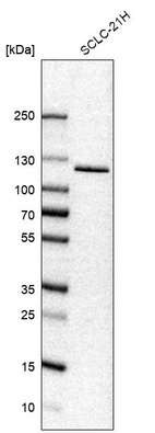 Anti-USP33 Antibody
