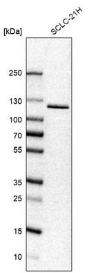 Western blot analysis in human cell line SCLC-21H.