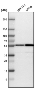 Western blot analysis in mouse cell line NIH-3T3 and rat cell line NBT-II.
