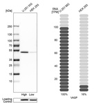 Western blot analysis in human cell lines U-251MG and HEK293 using Anti-VASP antibody. Corresponding VASP RNA-seq data are presented for the same cell lines. Loading control: Anti-HSP90B1.
