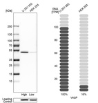 Anti-VASP Antibody