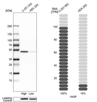 Western blot analysis in human cell lines U-251MG and HEK293 using Anti-VASP antibody. Corresponding VASP RNA-seq data are presented for the same cell lines. Loading control: Anti-HSP90B1.
