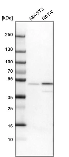 Western blot analysis in mouse cell line NIH-3T3 and rat cell line NBT-II.