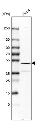Western blot analysis in human cell line HeLa.
