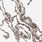 Anti-EPB41L2 Antibody