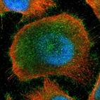 Immunofluorescent staining of human cell line U-251 MG shows localization to nucleoplasm, plasma membrane & cytosol.