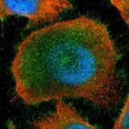 Immunofluorescent staining of human cell line U-251 MG shows localization to nucleoplasm, plasma membrane & cytosol.