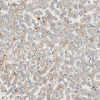 Anti-CNOT4 Antibody