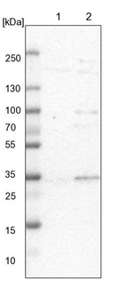 Lane 1: NIH-3T3 cell lysate (Mouse embryonic fibroblast cells)_br/_Lane 2: NBT-II cell lysate (Rat Wistar bladder tumour cells)