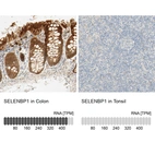 Anti-SELENBP1 Antibody