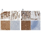 Immunohistochemical staining of human colon, fallopian tube, liver and tonsil using Anti-SELENBP1 antibody HPA005741 (A) shows similar protein distribution across tissues to independent antibody HPA011731 (B).