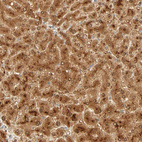 Anti-SELENBP1 Antibody