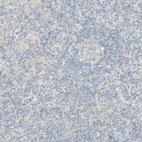 Anti-SELENBP1 Antibody