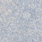 Immunohistochemical staining of human tonsil shows no positivity in non-germinal center cells as expected.