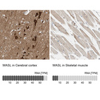 Anti-WASL Antibody