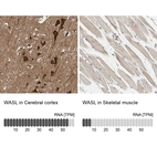 Anti-WASL Antibody