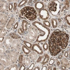 Immunohistochemical staining of human kidney shows moderate to strong positivity in cells in tubules and glomeruli.