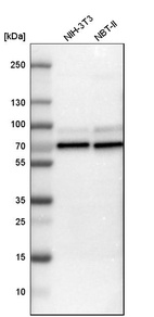 Anti-WASL Antibody