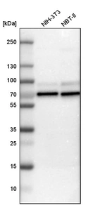 Western blot analysis in mouse cell line NIH-3T3 and rat cell line NBT-II.