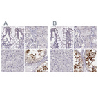 Anti-PBK Antibody