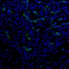 Immunofluorescence staining of mouse medulla shows positivity in a subset of cells.
