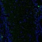 Immunofluorescence staining of mouse olfactory bulb shows immunoreactivity in a subset of neurons.