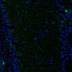 Immunofluorescence staining of mouse olfactory bulb shows immunoreactivity in a subset of neurons.
