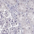 Immunohistochemical staining of human kidney using Anti-PBK antibody HPA005753.