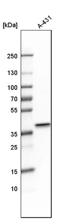 Western blot analysis in human cell line A-431.