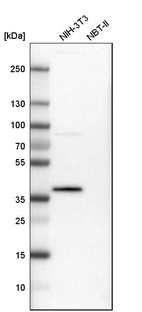 Anti-PBK Antibody