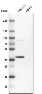 Western blot analysis in mouse cell line NIH-3T3 and rat cell line NBT-II.