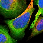 Immunofluorescent staining of human cell line U-2 OS shows localization to cytosol.