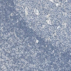 Immunohistochemical staining of human lymph node shows low expression as expected.