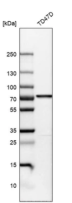 Western blot analysis in human cell line TD47D.