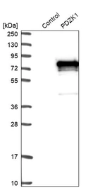 Western blot analysis in control (vector only transfected HEK293T lysate) and PDZK1 over-expression lysate (Co-expressed with a C-terminal myc-DDK tag (~3.1 kDa) in mammalian HEK293T cells, LY400926).