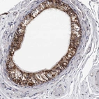 Immunohistochemical staining of human epididymis shows high expression.