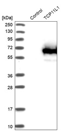 Western blot analysis in control (vector only transfected HEK293T lysate) and TCP11L1 over-expression lysate (Co-expressed with a C-terminal myc-DDK tag (~3.1 kDa) in mammalian HEK293T cells, LY413091).
