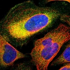 Immunofluorescent staining of human cell line U-2 OS shows localization to cytosol.