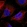 Anti-CAND2 Antibody