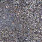 Immunohistochemical staining of human lymph node shows strong positivity in plasma membrane in non-germinal center cells.