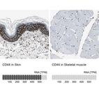Immunohistochemistry analysis in human skin and skeletal muscle tissues using HPA005785 antibody. Corresponding CD44 RNA-seq data are presented for the same tissues.