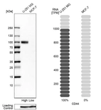 Western blot analysis in human cell lines U-251MG and MCF-7 using Anti-CD44 antibody. Corresponding CD44 RNA-seq data are presented for the same cell lines. Loading control: Anti-GAPDH.