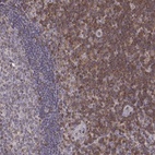 Immunohistochemical staining of human tonsil shows high expression.