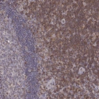 Immunohistochemical staining of human tonsil shows high expression.