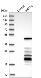 Western blot analysis in control (vector only transfected HEK293T lysate) and GRAP2 over-expression lysate (Co-expressed with a C-terminal myc-DDK tag (~3.1 kDa) in mammalian HEK293T cells, LY401511).