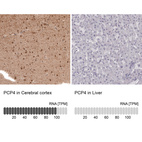 Anti-PCP4 Antibody