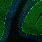 Immunofluorescence staining of mouse cerebellum shows strong cytoplasmic positivity in Purkinje cells.