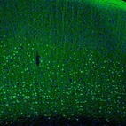 Immunofluorescence staining of mouse cerebral cortex shows strong positivity in the deep layers neurons.